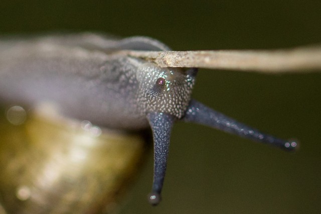 snail, macro, zoom, inverse