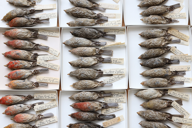 House Finch Collection Drawer