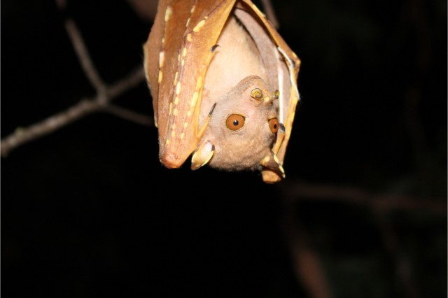 bat 4:3