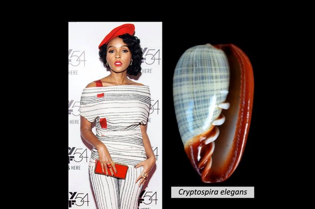 Malacology Meets Mode Janelle Monae