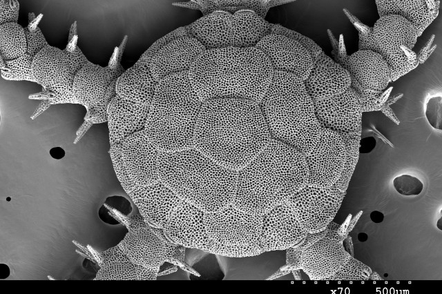 SEM scan of a brittle star