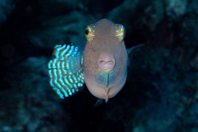 Canthigaster_smile fish from St. Helena