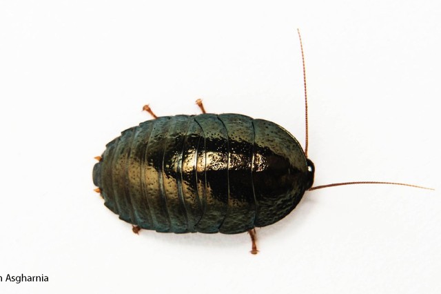 An emerald cockroach with a shiny green exterior photographed from above on a white background