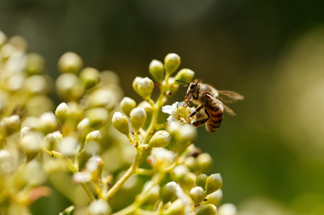 Close up side-view of a bee on green buds