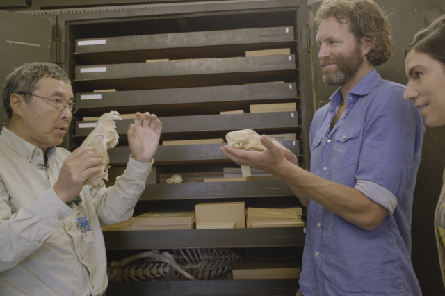 A man shows a wolf skull to another man with a beard and a woman 