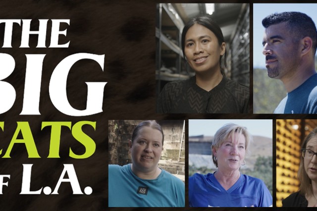 The Big Cats of L.A. in capital letters next to rectangular-framed photographic portraits