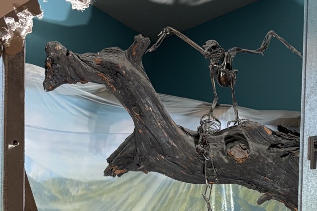 Fossil tree limb with a fossil bird on top of it framed by demolished wall