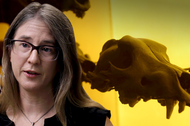 Behind the Scenes: Uncovering L.A.'s Ice Age Past