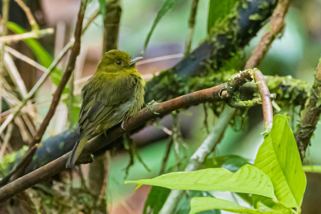 A yellowish-green Sapayoa bird on a branch in a tropical forest