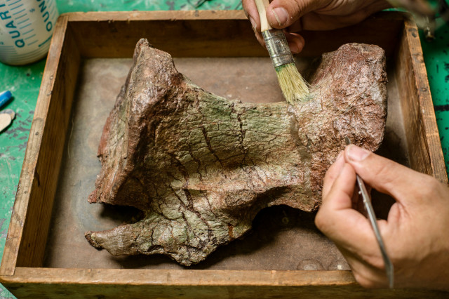 Hands holding brushers over a dinosaur bone in a tray
