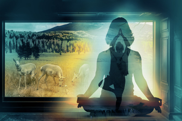 Silhouette of a figure in lotus and other yoga poses in front of a diorama of taxidermy