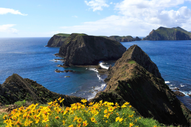 Field of yellow flowers with mountains and ocean in background