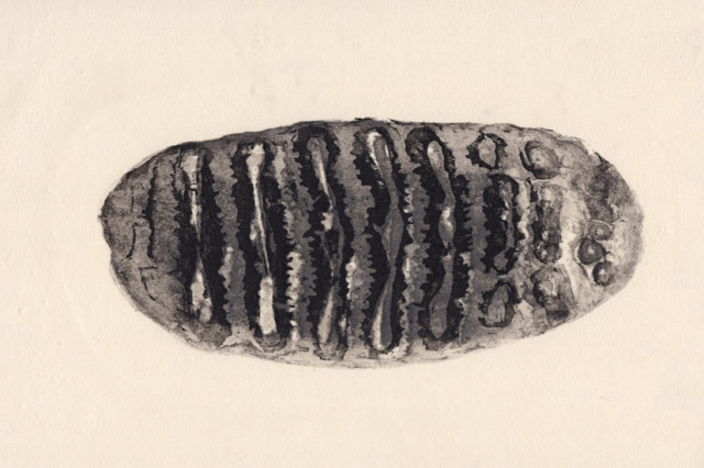 Mammoth print