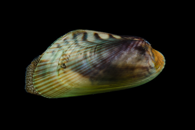 Animalia: Mollusca: Bivalvia: Mytilida: Mytilidae: Arcuatula: Arcuatula senhousia