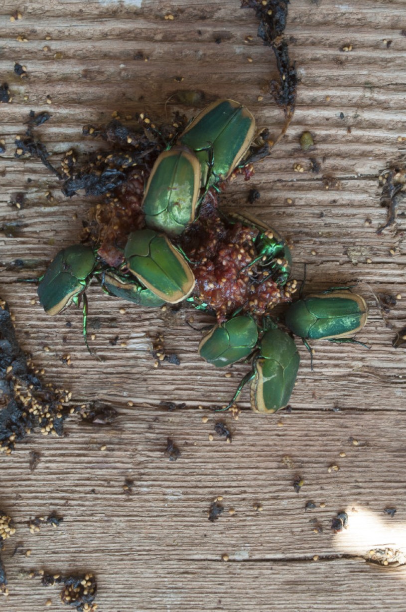 Cotinis mutability eating figs 