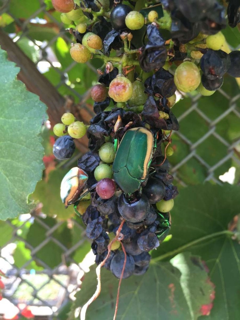 Cotinis Mutabilis eating rotting blueberries