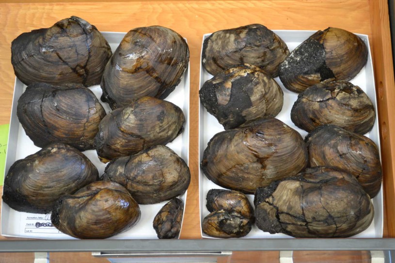 A tray of Pacific Gaper Clam specimens,