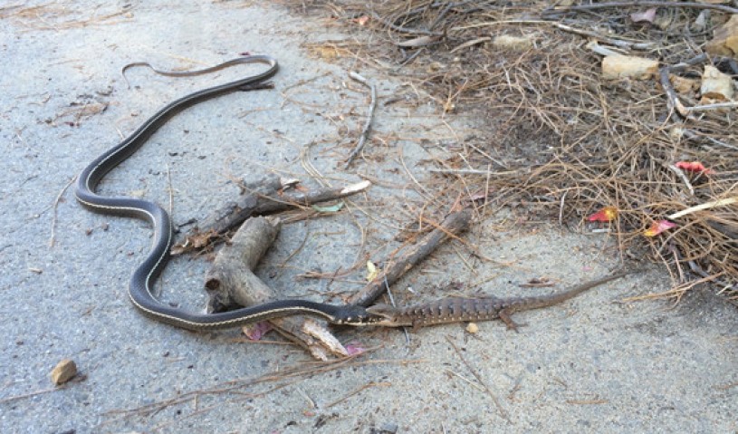 Lizard eating snake