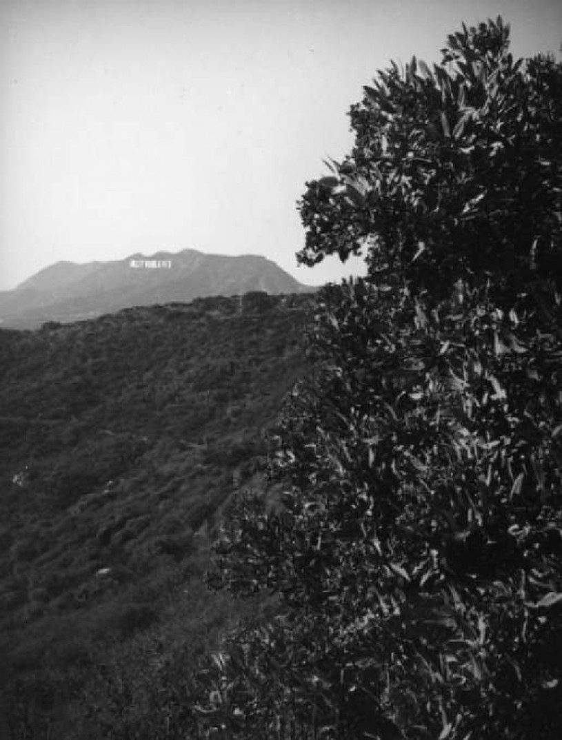 Toyon and Hollywoodland sign