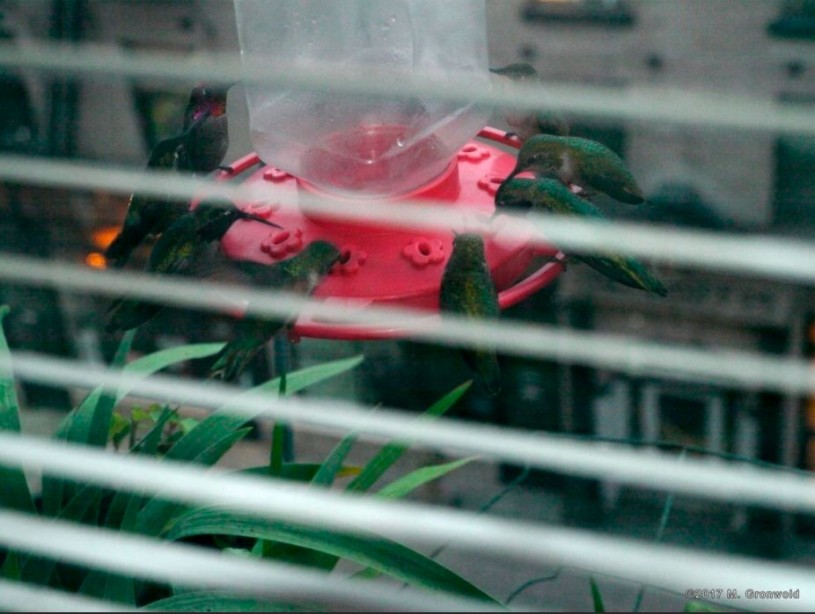 seven hummingbirds eating at the same time on one hummingbird feeder