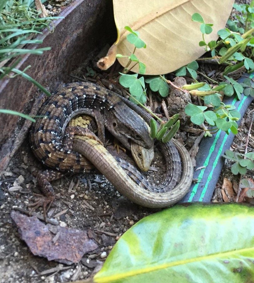 Southern Alligator Lizards in a mating hold and very likely mating