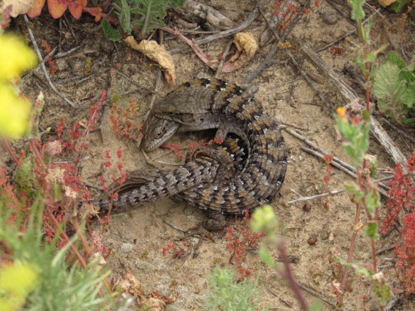 Pair of alligator Lizards in La Jolla