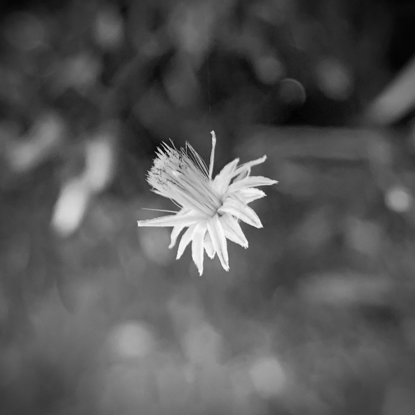 Black and white photo of Baccharis flower