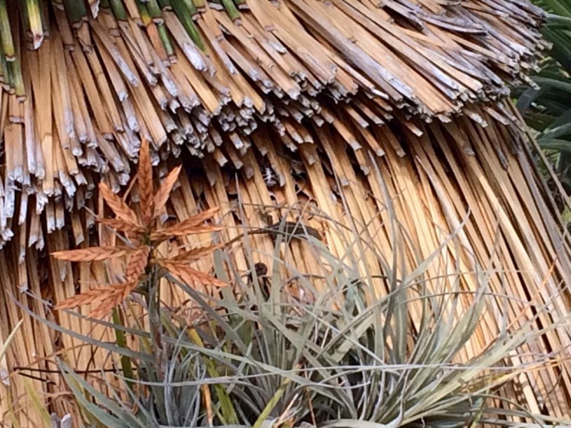 camouflage, anole, lizard, brown