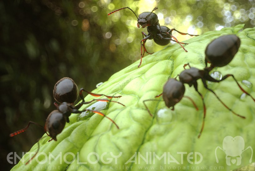 rendering, 3D, ants, computer-generated