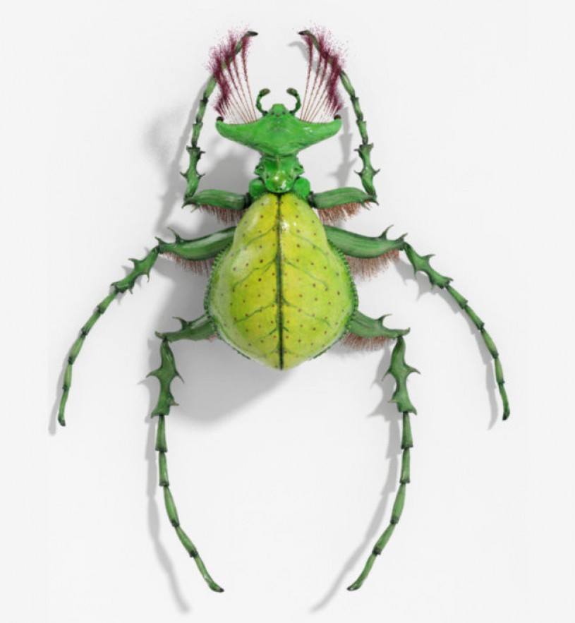 rendering, nonscientific, insectoid, rendering