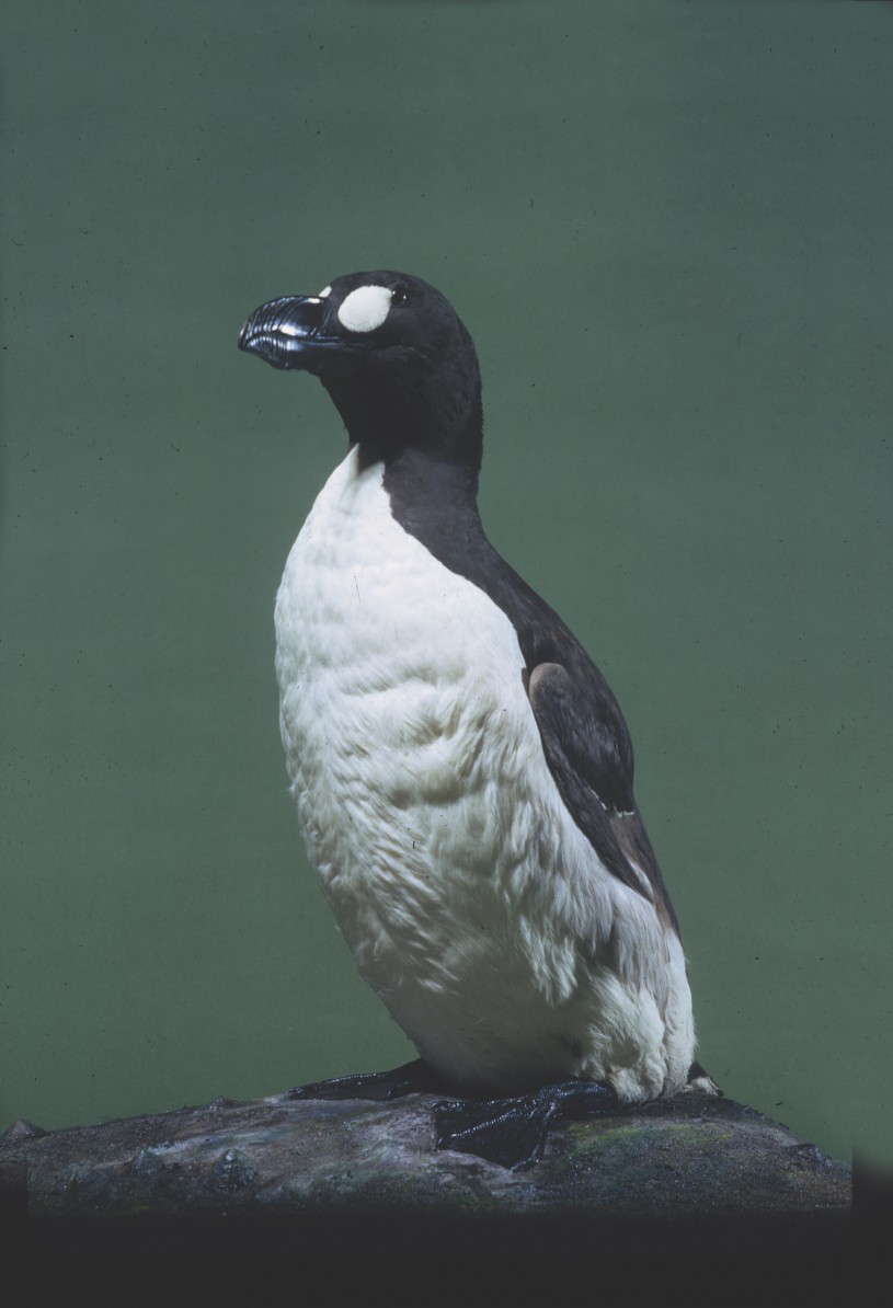 The great auk in NHM's collections