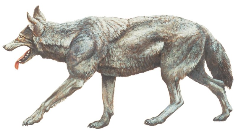 Illustration of a gray dire wolf in profile