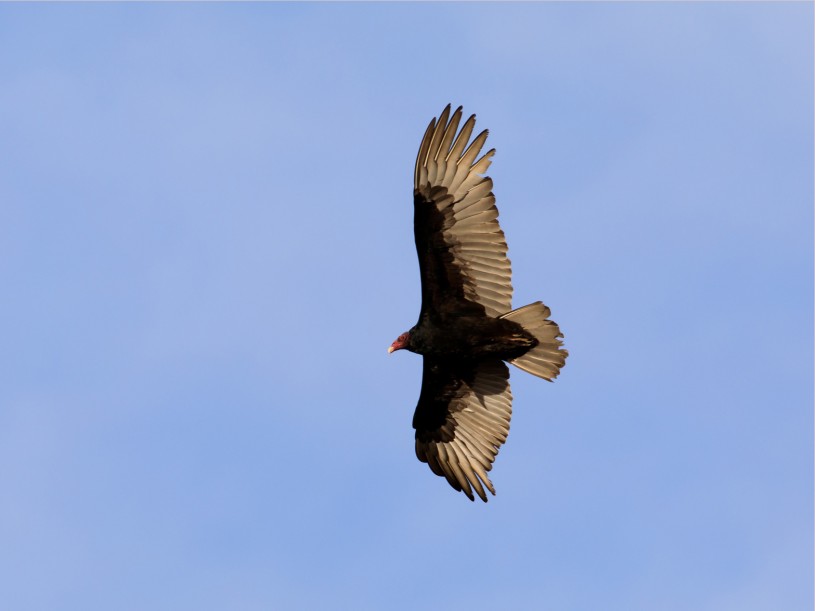 Turkey vulture soaring from afar below