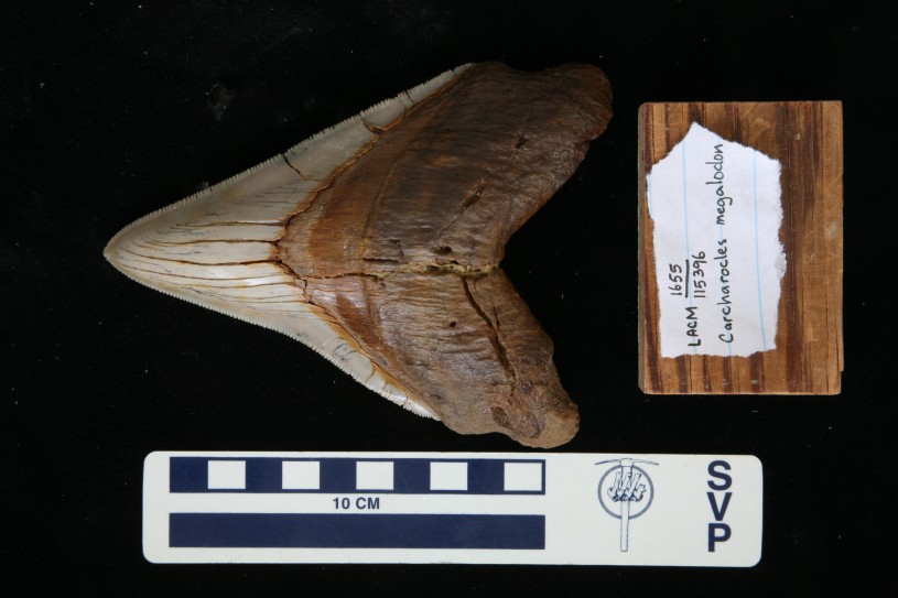 large shark tooth and scale bar 