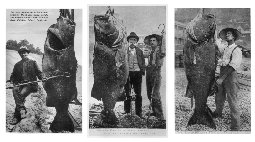 Giant Sea Bass caught off of Santa Catalina