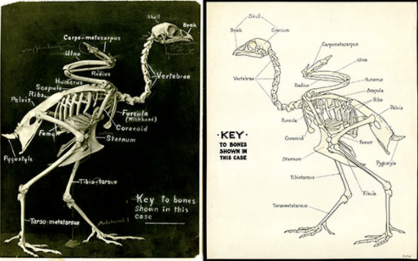 Hildegarde Howard fossil bird with labels on display