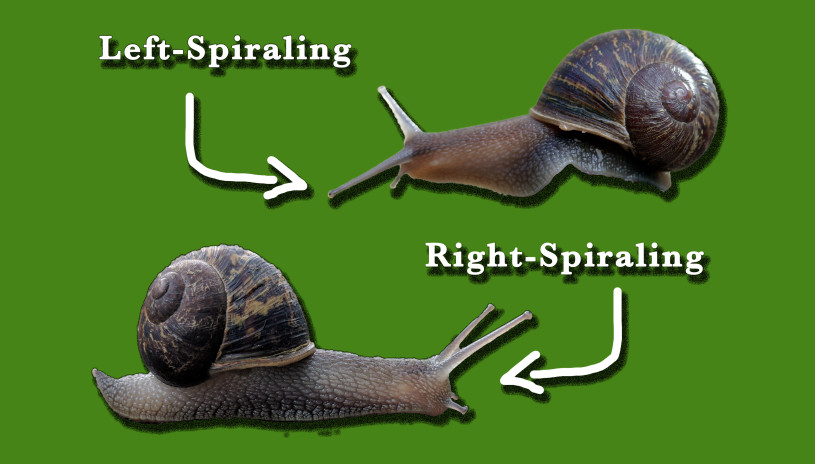 Two garden snails, a left-spiraling shelled one on top with an arrow pointing to it, and right-spiraling shelled snail on the bottom.