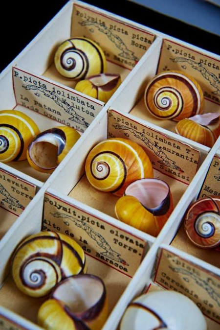 specimens from the Museum’s malacology collection