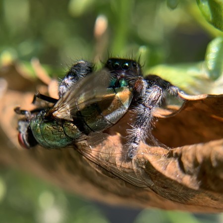 A spider holding a fly